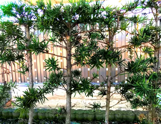 Tùng Inumaki Thẳng Đứng