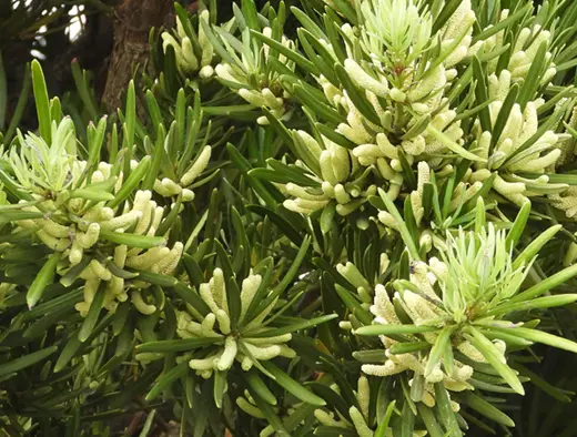 Tùng La Hán Dáng Văn Nhân