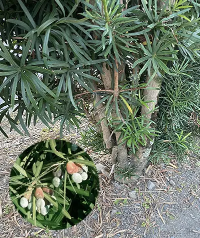 Tùng Inumaki Hàng Rào Cao Cấp
