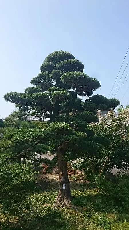Inumaki vs Rakamaki: Phân Biệt & Chăm Sóc Hai Dòng Tùng La Hán Nhật Bản